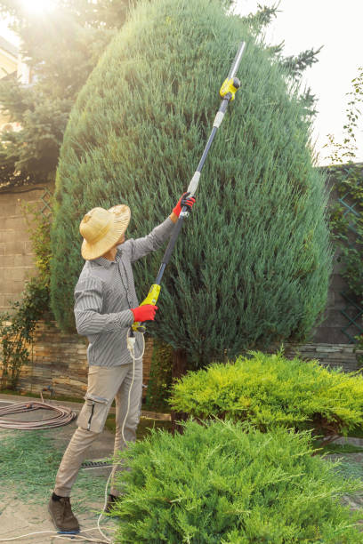 Best Palm Tree Trimming  in La Ada Flintridge, CA